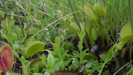 Camera-pans-over-a-group-of-Venus-flytraps