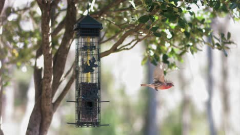 House-Finch-takes-flight-from-bird-feeder