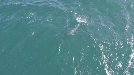Bottlenose-Dolphin-In-The-Tropical-Sea-Of-New-South-Wales,-Australia---aerial-top-down