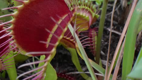 A-moving-shot-over-a-bunch-of-carnivorous-Venus-flytraps