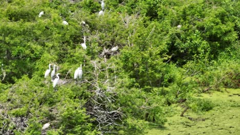 Panning-shot-of-egrets-atop-a-bed-of-trees