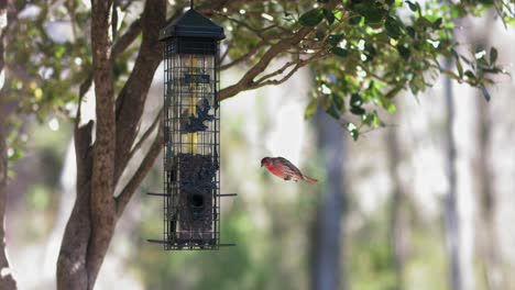 A-house-finch-lands-on-a-bird-feeder