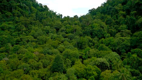 Tiro-De-Avance-De-Drones-Sobre-Bosque-Verde-A-Lo-Largo-De-La-Cordillera-En-El-Parque-Nacional-De-Penang,-Penang,-Malasia-Durante-La-Noche