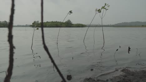 Slow-motion-static-low-angle-shot-of-the-calm-water-of-a-lake-with-plants-in-it-and-a-wonderful-view-of-the-forest-in-the-background