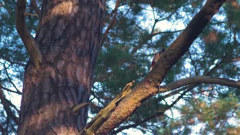 Great-spotted-woodpecker-drumming-on-a-pine-tree-branch-in-a-forest,-nordic-woodland,-distant-medium-shot