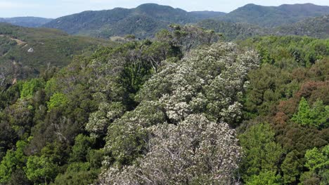 Luftaufnahme-Von-Eucryphia-Cordifolia-Bäumen-Im-Waldhang-In-Chile