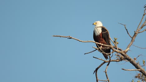 Low-angle-clip-of-one-African-Fish-Eagle-in-a-tree-against-a-clear-blue-sky-in-Khwai,-Botswana