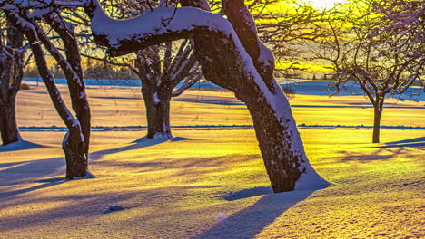 Trees-in-a-park-in-snow-at-sunset,-timelapse