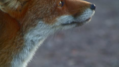 Telephoto-closeup-side-profile-portrait-of-Red-Fox-observing-surroundings,-day