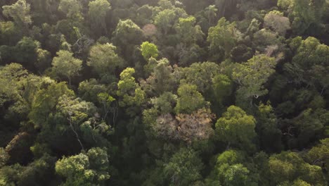 Luftüberführung-Friedlicher-Dichter-Iguazu-Regenwald-Dschungel-In-Argentinien-Bei-Sonnenuntergang
