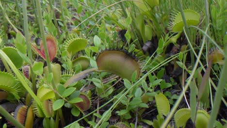 Slow-camera-pan-over-Venus-flytraps