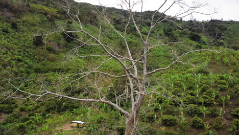 árbol-Muerto-En-La-Vasta-Jungla-Verde-De-Vietnam,-Vista-Ascendente-De-Drones-Aéreos