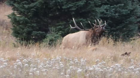 Large-bull-male-elk-pushes-a-young-cow-along-in-a-meadow-during-the-fall-rut