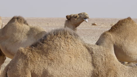 3-Camellos-Juntos-Y-Cerrados-Mientras-Mastican-Y-Caminan-Hacia-Adelante