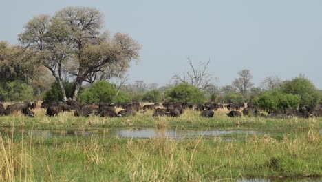 Wide-angle-clip-of-a-large-herd-of-buffalo-grazing-on-the-lush-Khwai-River-bank,-Botswana