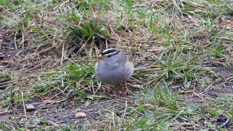 White-Crowned-sparrow-searches-for-food-on-the-ground