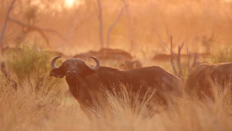 Slow-motion-rack-focus-clip-between-buffalo-in-golden-back-light-and-tall-grass-inflorescence,-Khwai-Botswana