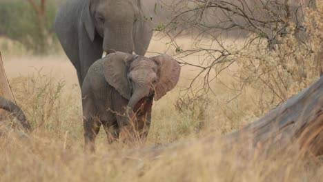 Slow-motion-clip-of-a-cute-baby-elephant-waving-its-trunk-at-the-camera,-Khwai,-Botswana