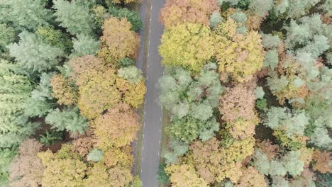 Closing-up-drone-shot-of-a-road-in-the-middle-of-a-forest-begin-autumn-season