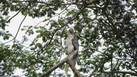 águila-Filipina-Pithecophaga-Jefferyi,-Filipinas,-Visto-Mirando-Hacia-Abajo-En-Su-Lado-Izquierdo-Mientras-El-Viento-Sopla-En-La-Selva-Tropical
