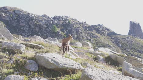 a-chamois-stand-alone-on-a-rock-in-the-alps-mountains