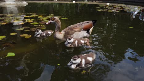 Adult-Egyptian-Goose-And-Goslings-In-Pond