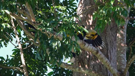 Seen-preening-its-feathers-and-left-wing-while-perch-within-the-tree,-Great-Indian-Hornbill-Buceros-bicornis,-Khao-Yai-National-Park,-Thailand