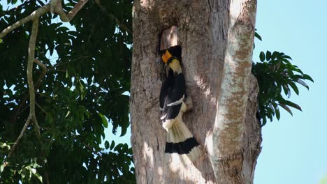 Flies-towards-the-nest-and-hangs-on-to-feed-the-female-inside,-Great-Indian-Hornbill-Buceros-bicornis,-Khao-Yai-National-Park,-Thailand