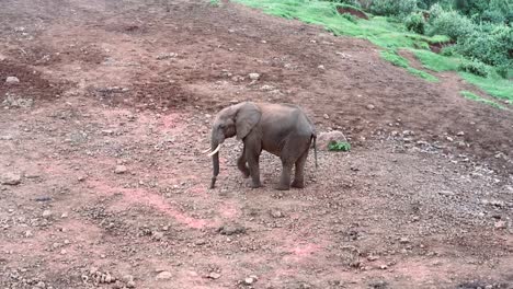 Solitär-Afrikanischer-Elefant-Mit-Gebrochenem-Rüssel-Auf-Der-Suche-Nach-Salz-Im-Boden,-Kenia