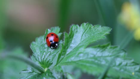 Macro-close-up-of-a-red-ladybug-standing-still-on-a-leaf,-bokeh-shot-of-a-lady-bug-in-the-wild