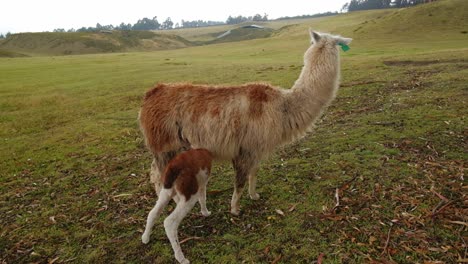 Lama-Füttert-Ihr-Kalb-Auf-Dem-Land-Mit-Milch-Ecuador-Wolliges-Bergtier