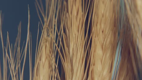 beautiful-macro-shoot-on-the-wheat-field-with-a-light-movement