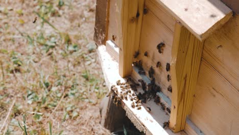 Apiary-with-bees-seen-from-the-exterior,-high-angle-close-up-of-a-bee-keeping-hive-box,-no-people