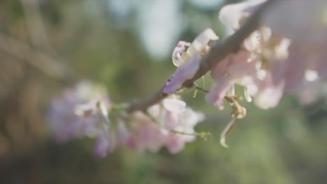 Slow-motion-extreme-close-up-shot-of-pink-flowers-on-a-branch-with-green-plants-and-the-beautiful-nature-in-the-background-in-blur-on-a-sunny-day