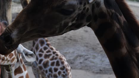 Nahaufnahme-Eines-Giraffenpaares,-Das-Auf-Gras-Von-Einem-Speziellen-Feeder-Im-Zoo-Kaut