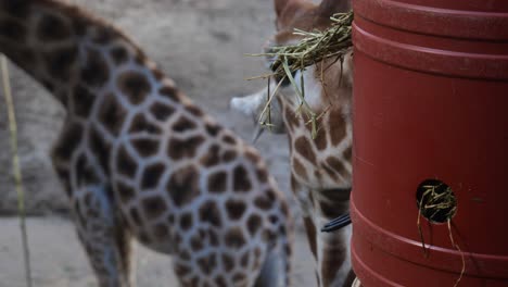 Giraffe-Frisst-Gras-Aus-Einem-Speziellen-Feeder-Im-Zoo