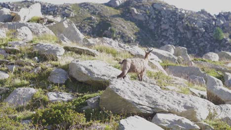 a-chamois-walking-alone-between-the-rocks-in-the-alps-mountains