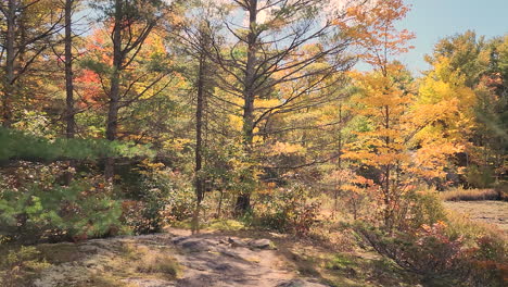 Langsame-Und-Stetige-Kamerafahrt-Von-Bunten-Bäumen-Des-Herbstes-Und-Linseneffekt-Durch-Die-Bäume,-Algonquin-Provincial-Park,-Ontario,-Kanada