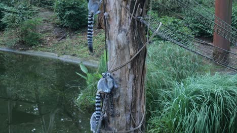 Pair-Of-Ring-Tailed-Lemurs-On-Tree-Trunk-Beside-Pond-At-Amersfoort-Zoo