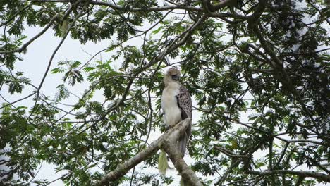 Looking-to-the-right-as-the-wind-blows-in-the-rainforest,-Philippine-Eagle-Pithecophaga-jefferyi,-Philippines