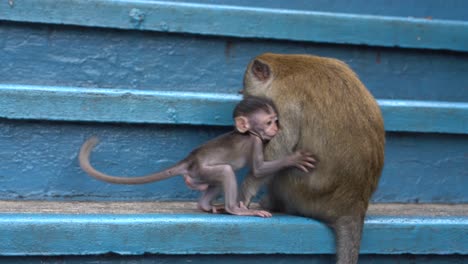 Baby-and-mother-monkeys-at-Batu-Caves,-Selangor,-Kuala-Lumpur,-Malaysia