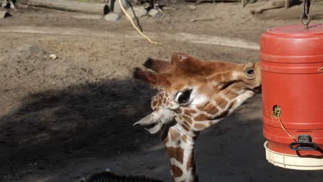 Einsame-Giraffe,-Die-An-Einem-Sonnigen-Tag-Gras-Von-Einem-Speziellen-Feeder-Im-Zoo-Frisst