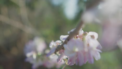 Slow-motion-handheld-backwards-close-up-shot-of-beautiful-white-and-pink-flowers-growing-on-a-branch-with-nature-in-the-background-in-blur