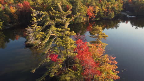 Drone-rotating-around-water-tree-with-magnificent-colorful-leaves-of-fall-through-mirrored-lake-with-reflection-of-trees-in-water-inside-Algonquin-Provincial-Park,-Ontario,-Canada