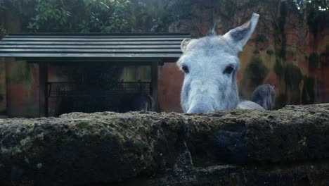 Donkey-Poking-Head-Over-Wall-At--Amersfoort-Zoo