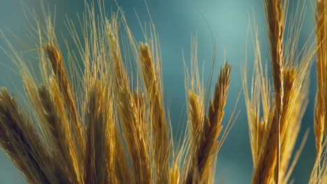 Wheat-Harvest-In-Field-At-Sunset,-Crop-Of-Cereals,-Agriculture-Land,-Farming