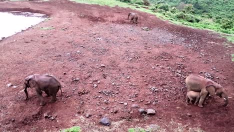 Elefantes-Africanos-Esparcidos-Sobre-Tierra-Roja-Cerca-Del-Pozo-De-Agua,-Parque-Nacional-De-Aberdare