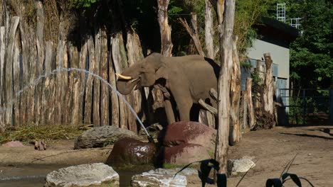 Afrikanischer-Elefant,-Der-Rüssel-Verwendet,-Um-Wasser-Im-Zoogehege-In-Amersfoort-Zu-Trinken