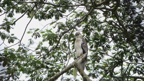 Seen-looking-to-the-left-then-around-during-a-windy-and-cloudy-afternoon,-Philippine-Eagle-Pithecophaga-jefferyi,-Philippines
