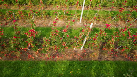 Fliegen-über-Apfelbäume,-Die-Mit-Roten-Reifen-Früchten-Im-Obstgarten-In-Straszyn,-Polen-Wachsen